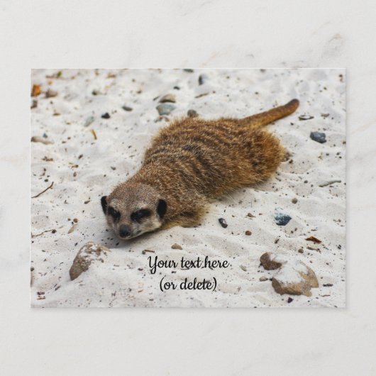 Carte postale de suricate décontracté (Devant)