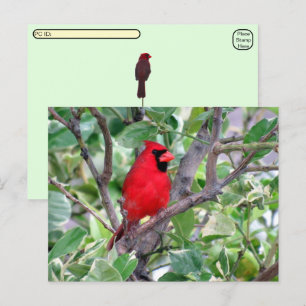 Carte postale de surveillance des oiseaux cardinau