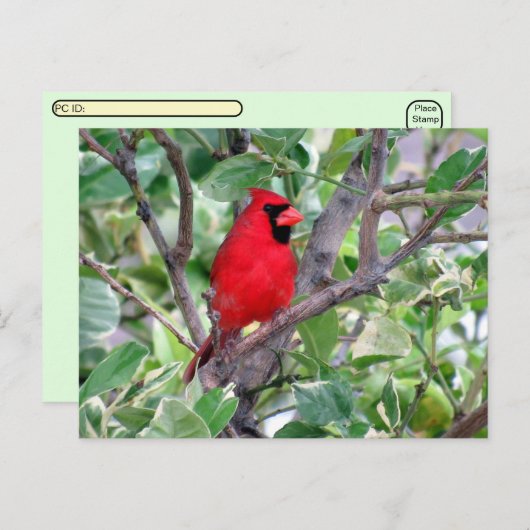Carte postale de surveillance des oiseaux cardinau (Devant / Derrière)