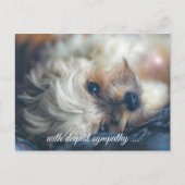 Carte postale de sympathie pour chien (Devant)