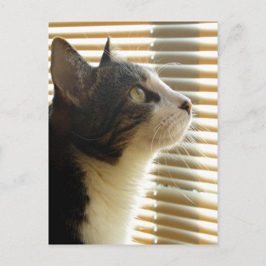 Carte postale de Syrus 001 (Devant)