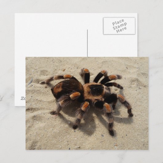 Carte postale de tarentule de Flameknee de (Devant / Derrière)