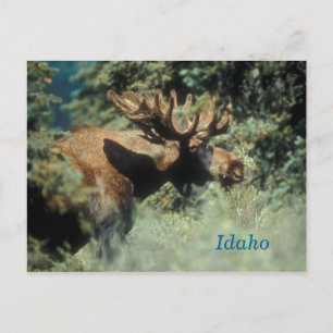Carte postale de taureau d'Idaho