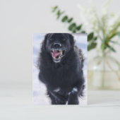 Carte postale de Terre-Neuve (Debout devant)