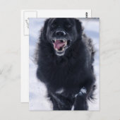 Carte postale de Terre-Neuve (Devant / Derrière)