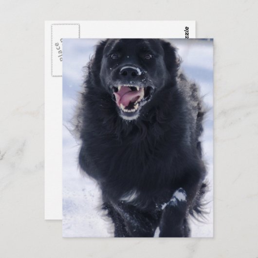 Carte postale de Terre-Neuve (Devant / Derrière)