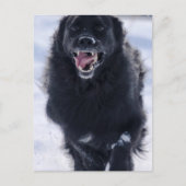 Carte postale de Terre-Neuve (Devant)