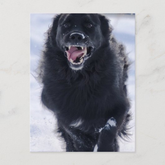 Carte postale de Terre-Neuve (Devant)