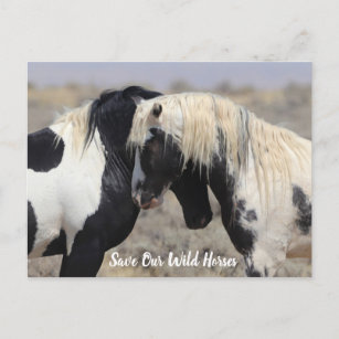 Carte postale de Thor McCullough Peaks Wild Horse