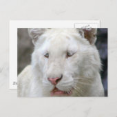 Carte postale de tigre blanc rare (Devant / Derrière)