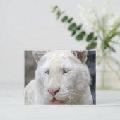 Carte postale de tigre blanc rare (Debout devant)