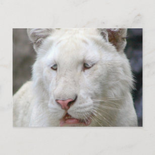 Carte postale de tigre blanc rare