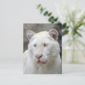 Carte postale de tigre blanc rare (Debout devant)