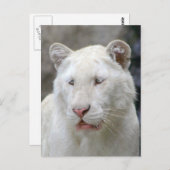 Carte postale de tigre blanc rare (Devant / Derrière)