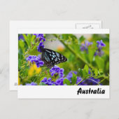 Carte postale de tigre bleu (Devant / Derrière)