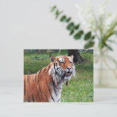 Carte postale de tigre de Sibérie (Debout devant)