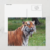 Carte postale de tigre de Sibérie (Devant / Derrière)
