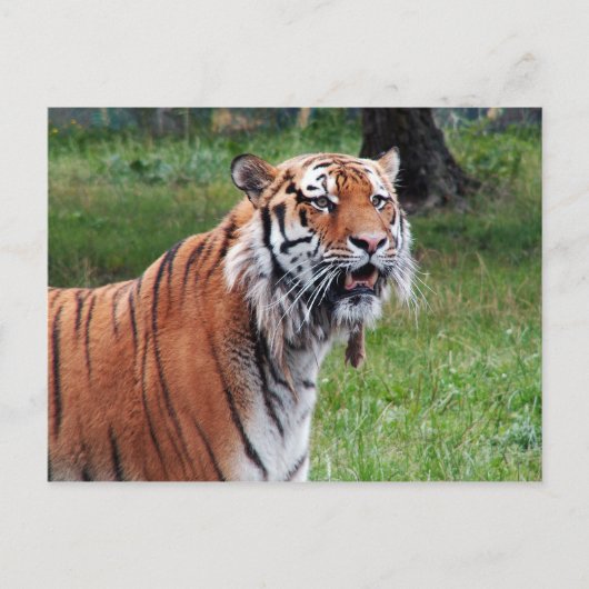 Carte postale de tigre de Sibérie (Devant)
