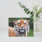 Carte postale de tigre de Sibérie (Debout devant)