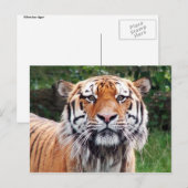 Carte postale de tigre de Sibérie (Devant / Derrière)