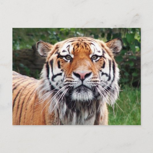 Carte postale de tigre de Sibérie (Devant)