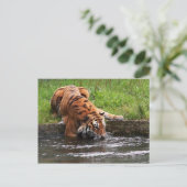 Carte postale de tigre de Sibérie (Debout devant)