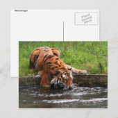 Carte postale de tigre de Sibérie (Devant / Derrière)