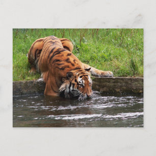 Carte postale de tigre de Sibérie