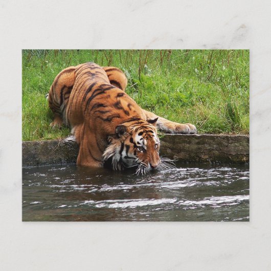 Carte postale de tigre de Sibérie (Devant)