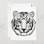 Carte postale de tigres blancs (Devant / Derrière)