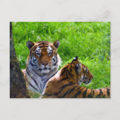 Carte postale de tigres de l'Amour (Devant)