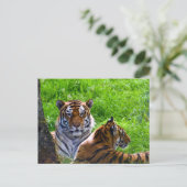 Carte postale de tigres de l'Amour (Debout devant)