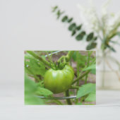 Carte postale de tomates vertes cultivées (Debout devant)