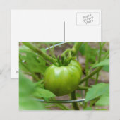 Carte postale de tomates vertes cultivées (Devant / Derrière)