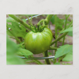 Carte postale de tomates vertes cultivées