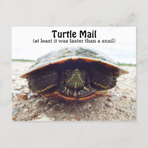Carte postale de tortue