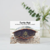 Carte postale de tortue (Debout devant)