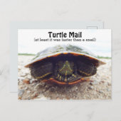 Carte postale de tortue (Devant / Derrière)
