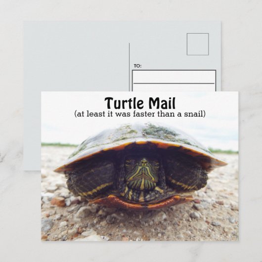 Carte postale de tortue (Devant / Derrière)
