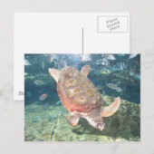 Carte postale de tortue gracieuse (Devant / Derrière)