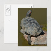 Carte postale de tortue peinte occidentale (Devant / Derrière)