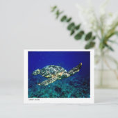 carte postale de tortue verte - 01 (Debout devant)