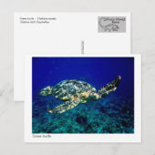 carte postale de tortue verte - 01 (Devant / Derrière)