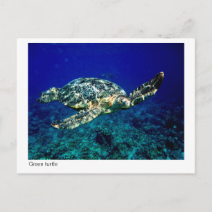 carte postale de tortue verte - 01