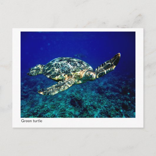 carte postale de tortue verte - 01 (Devant)