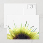 Carte postale de tournesol du matin (Devant / Derrière)