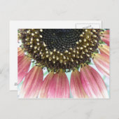 Carte postale de tournesol rose (Devant / Derrière)