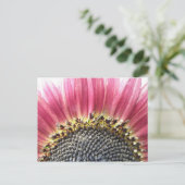 Carte postale de tournesol rose magnifique (Debout devant)