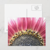 Carte postale de tournesol rose magnifique (Devant / Derrière)