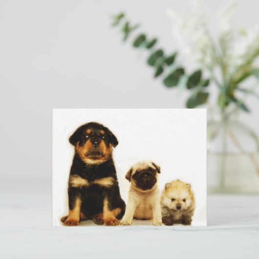 Carte postale de trois chiots (Debout devant)